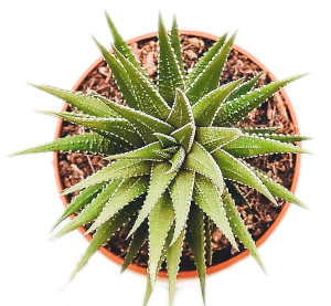 Plant top down image.